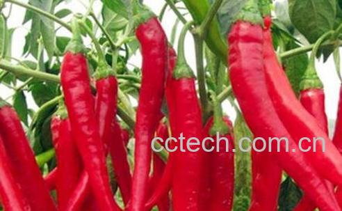 辣子辣手怎么办 -0