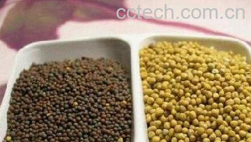 芥菜子的功效与作用-0