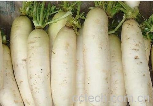 白萝卜不能和什么一起吃-0