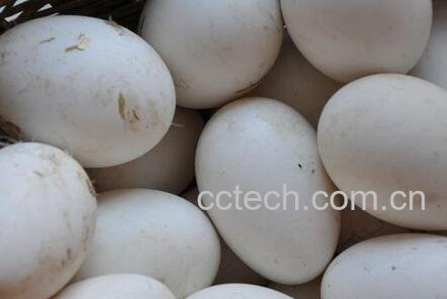 鹅蛋的营养价值-0