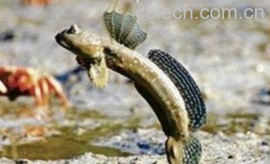 跳跳鱼的营养价值与功效-0