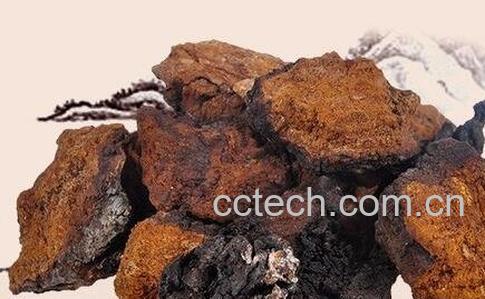 桦褐孔菌的药用功效与作用-0