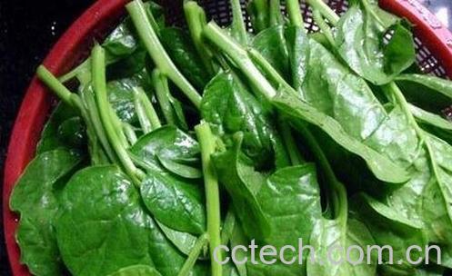 潺菜的功效与作用-0