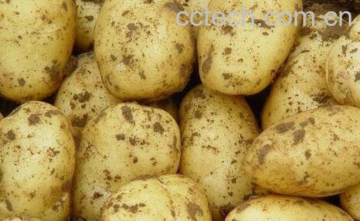 马铃薯的营养价值与功效-0