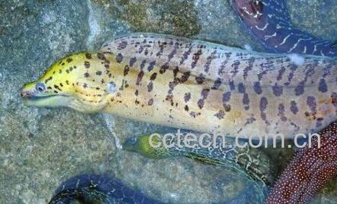 果蔬百科海鳗的功效与作用-0