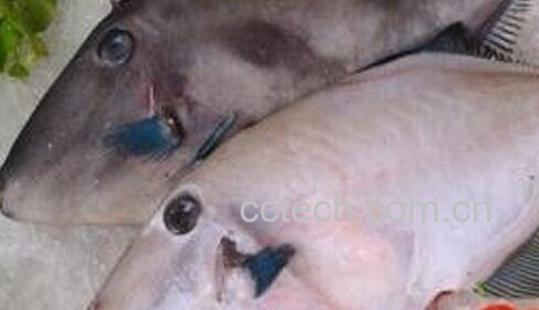 马面鱼的功效与作用-0