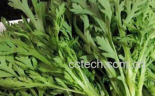 吃茼蒿的好处与坏处-0