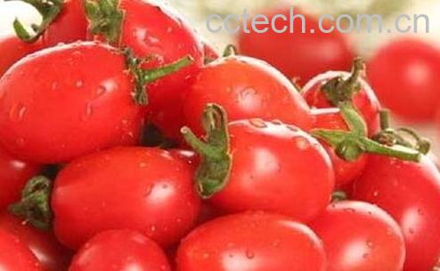 圣女果的功效与作用-0