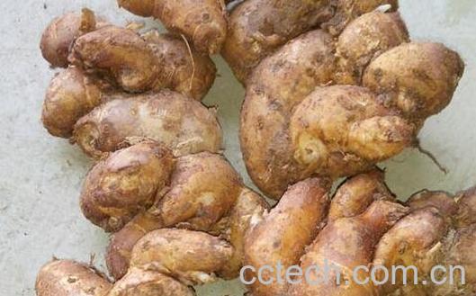 沙姜的功效与作用-0