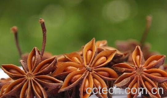 八角是什么 八角的功效与作用-0