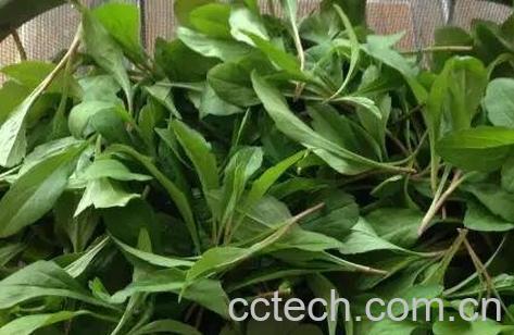 马兰头的药用功效与用法-0