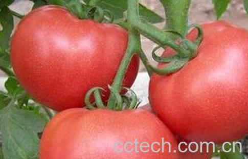 吃番茄的禁忌 吃番茄要注意什么-0