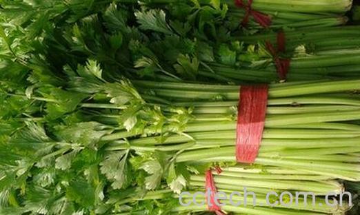 孕妇能吃芹菜吗-0