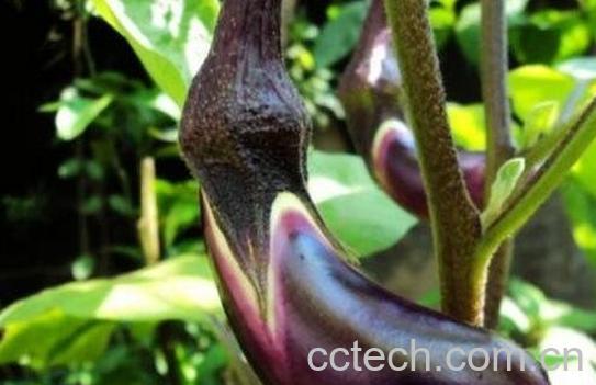 茄蒂的功效与作用-0