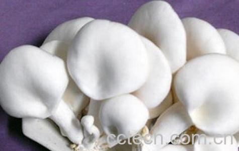 阿魏菇的功效与作用-0