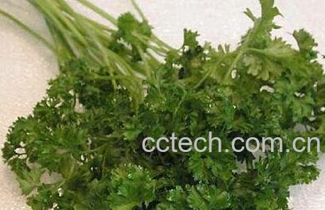 细叶芹的功效与作用-0