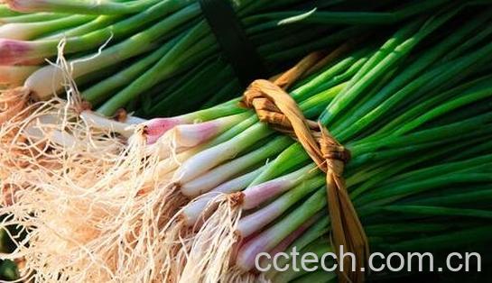 青葱的功效与作用-0