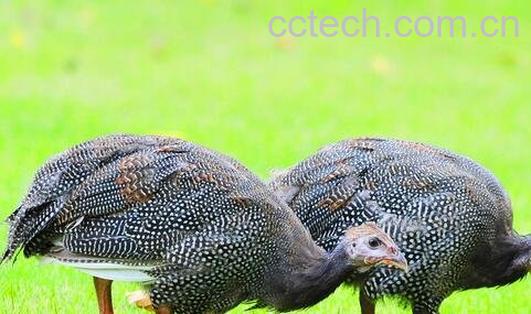 珍珠鸡的营养价值与功效-0