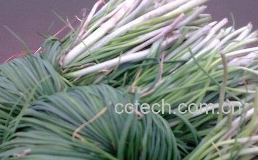 野葱的功效与作用-0