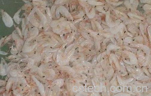 虾皮是什么 吃虾皮的好处有哪些-0