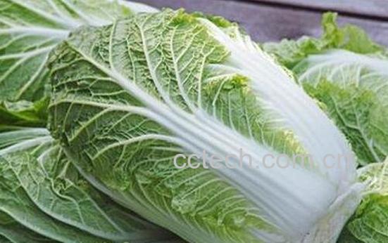 吃大白菜的好处有哪些-0