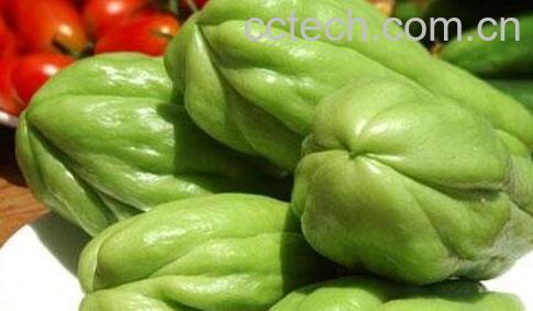  洋丝瓜的功效与作用-0