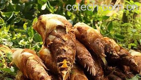 竹笋能治病吗-0