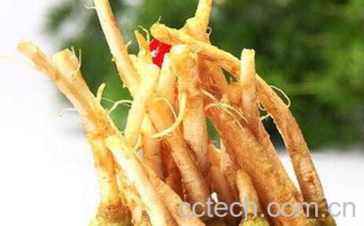 果蔬百科香菜根的功效与作用-0