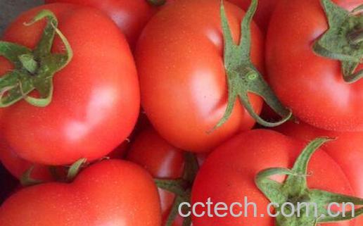 果蔬百科西红柿怎么吃减肥 -0