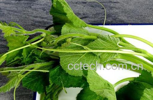 果蔬百科南瓜藤能治胆结石吗 -0