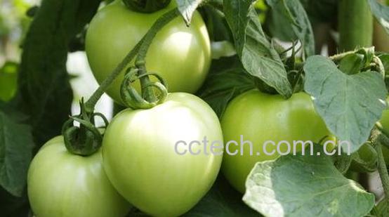 果蔬百科青番茄能吃吗-0