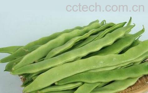 果蔬百科芸豆的营养价值与功效-0