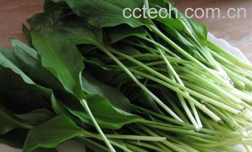 果蔬百科野韭菜的功效与作用-0