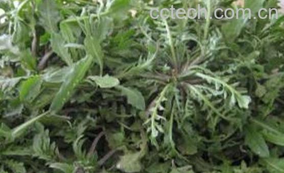 果蔬百科野菜的种类 常见的野菜有哪些-0