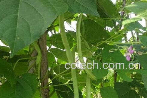 果蔬百科吃四季豆的好处有哪些-0