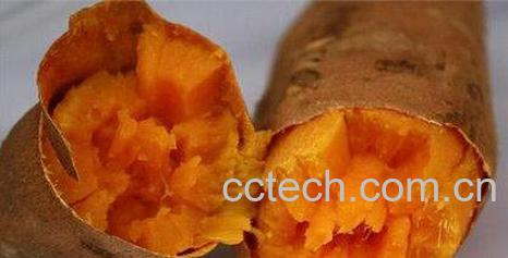 果蔬百科红薯-0