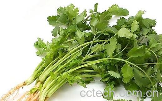 果蔬百科香菜煮水的功效与作用-0