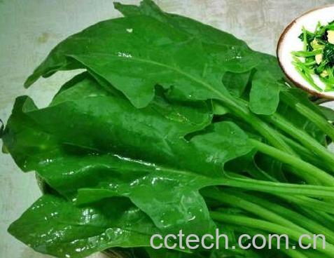 果蔬百科菠菜-0