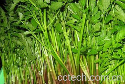 果蔬百科水芹菜的功效与作用-0