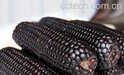 果蔬百科紫玉米的营养价值 -0