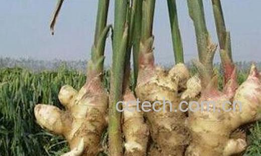 果蔬百科姜芽的功效与作用-0