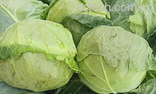 果蔬百科卷心菜的功效与作用-0