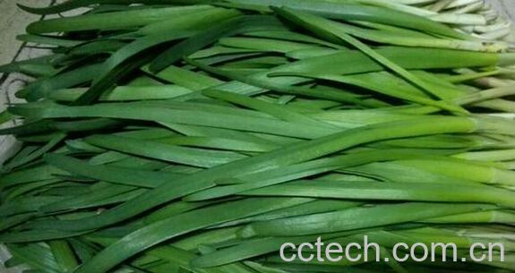 果蔬百科吃韭菜的好处和坏处-0