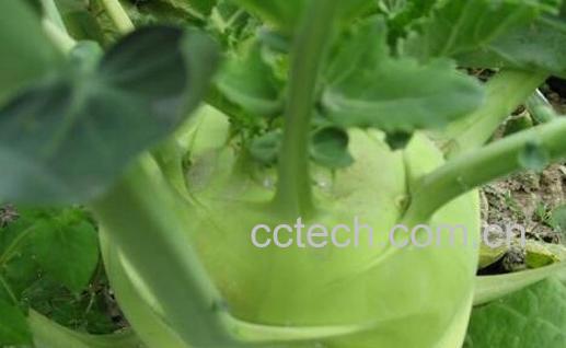 果蔬百科蔓菁的营养价值与功效-0