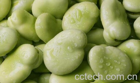 果蔬百科吃蚕豆的好处与坏处-0