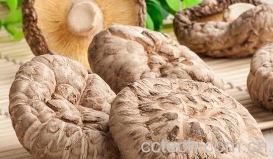 果蔬百科冬菇的营养价值与功效-0