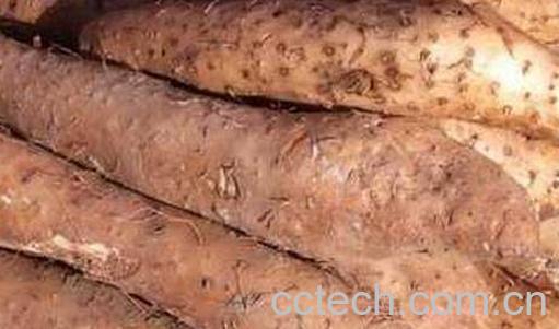 果蔬百科山药发芽以后还能吃吗-0