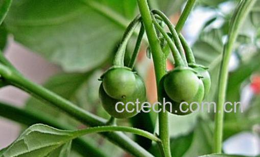 果蔬百科天茄子的功效与作用-0