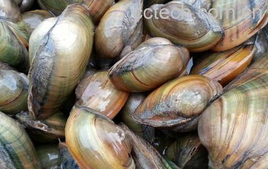 果蔬百科河蚌的营养价值与功效-0