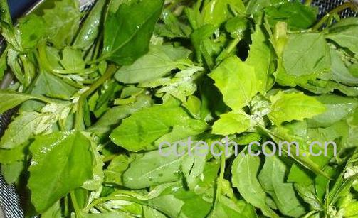 果蔬百科吃灰灰菜的好处与坏处-0